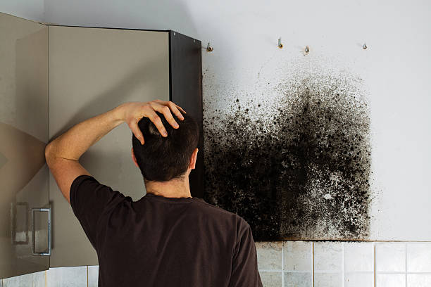 Mold Odor Removal Services in Homeland, CA